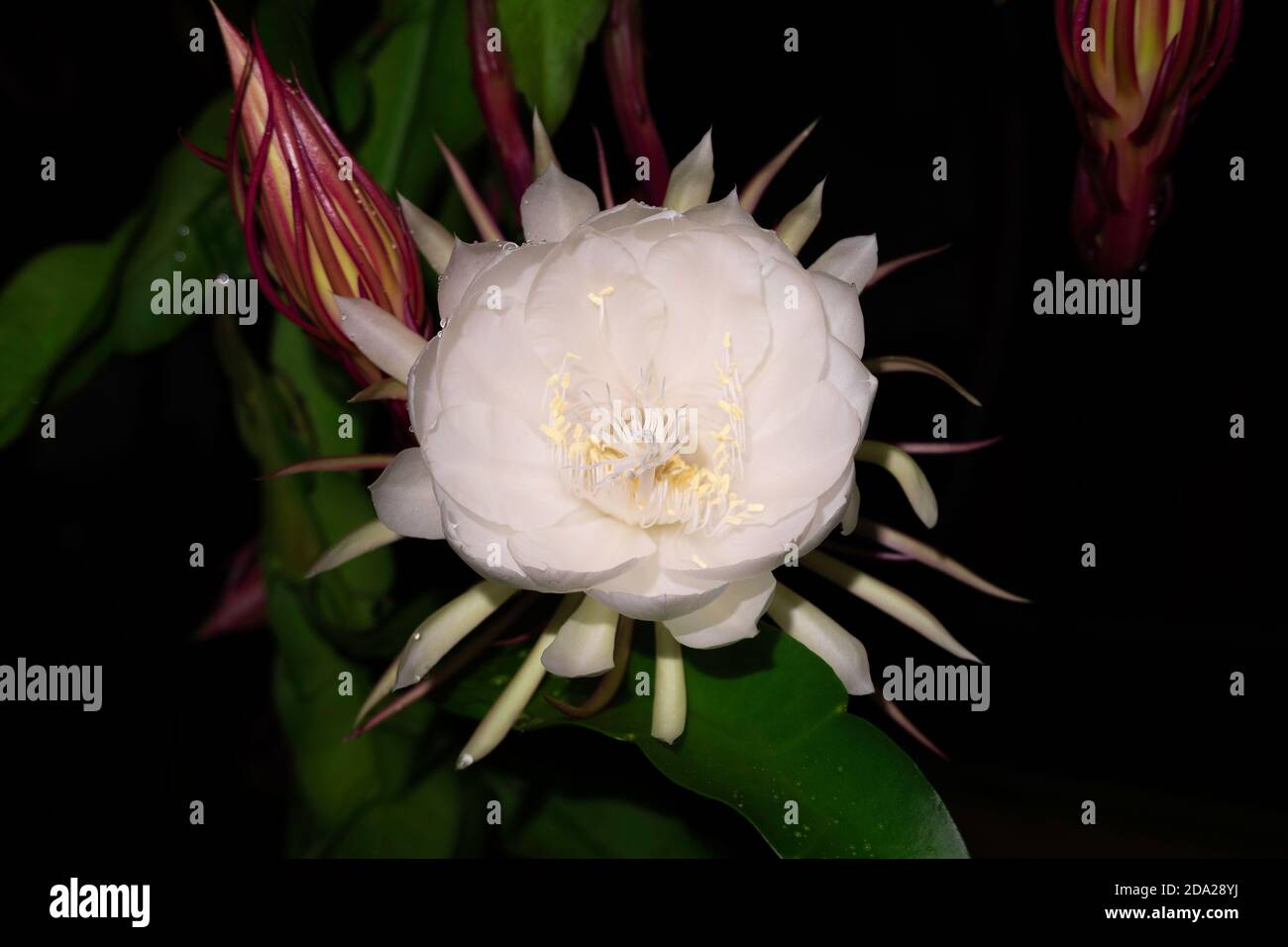 Detail Wijaya Kusuma Flower Nomer 38