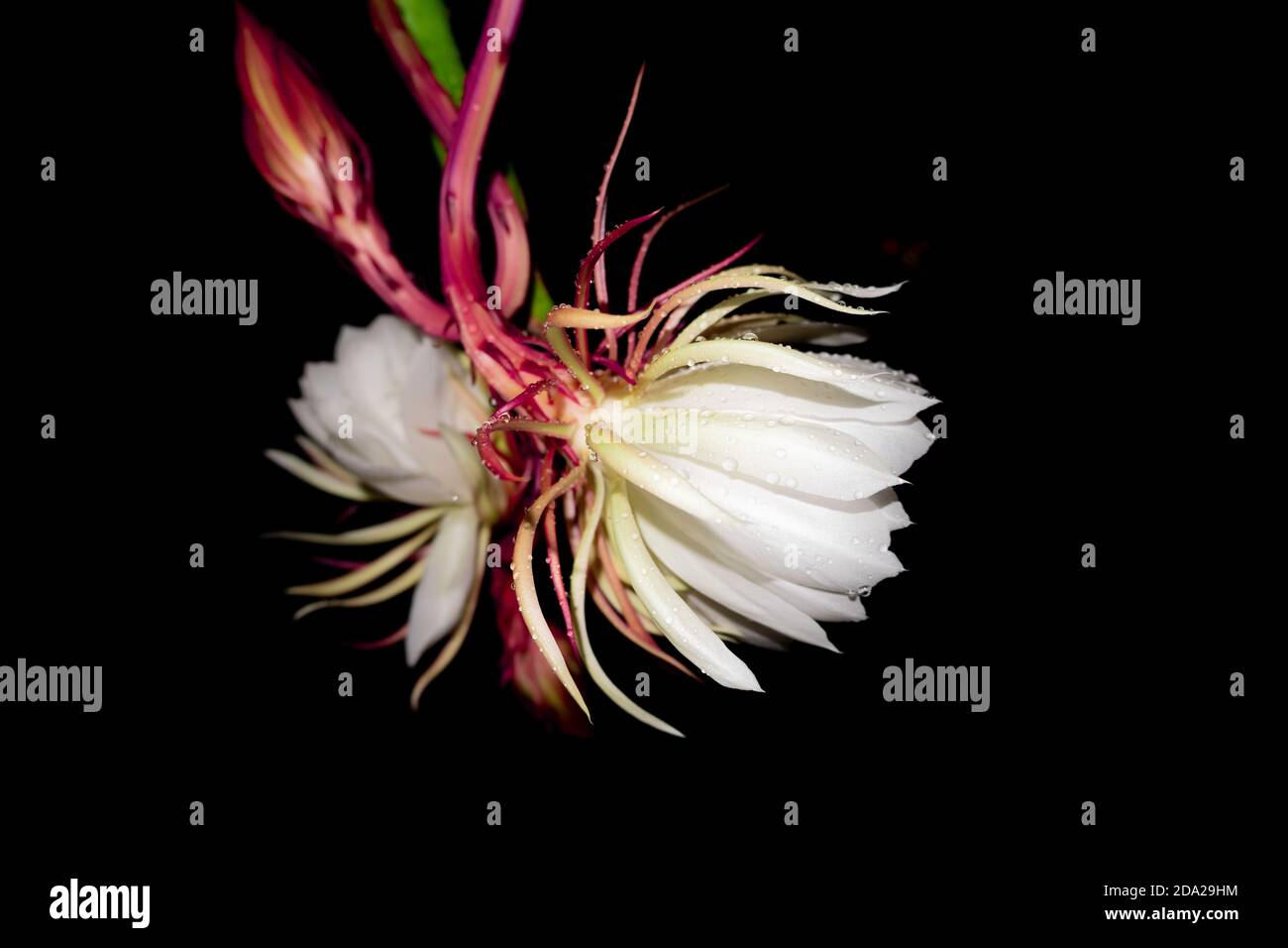 Detail Wijaya Kusuma Flower Nomer 49