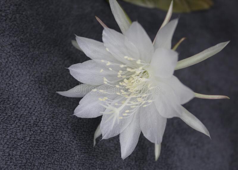 Detail Wijaya Kusuma Flower Nomer 52