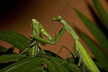 Detail Wikipedia Praying Mantis Nomer 2