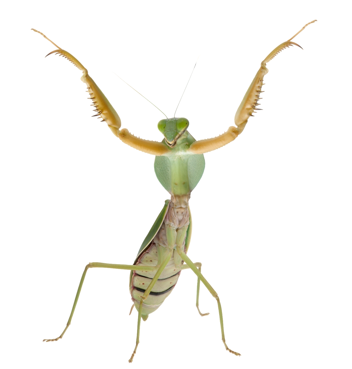 Detail Wikipedia Praying Mantis Nomer 13