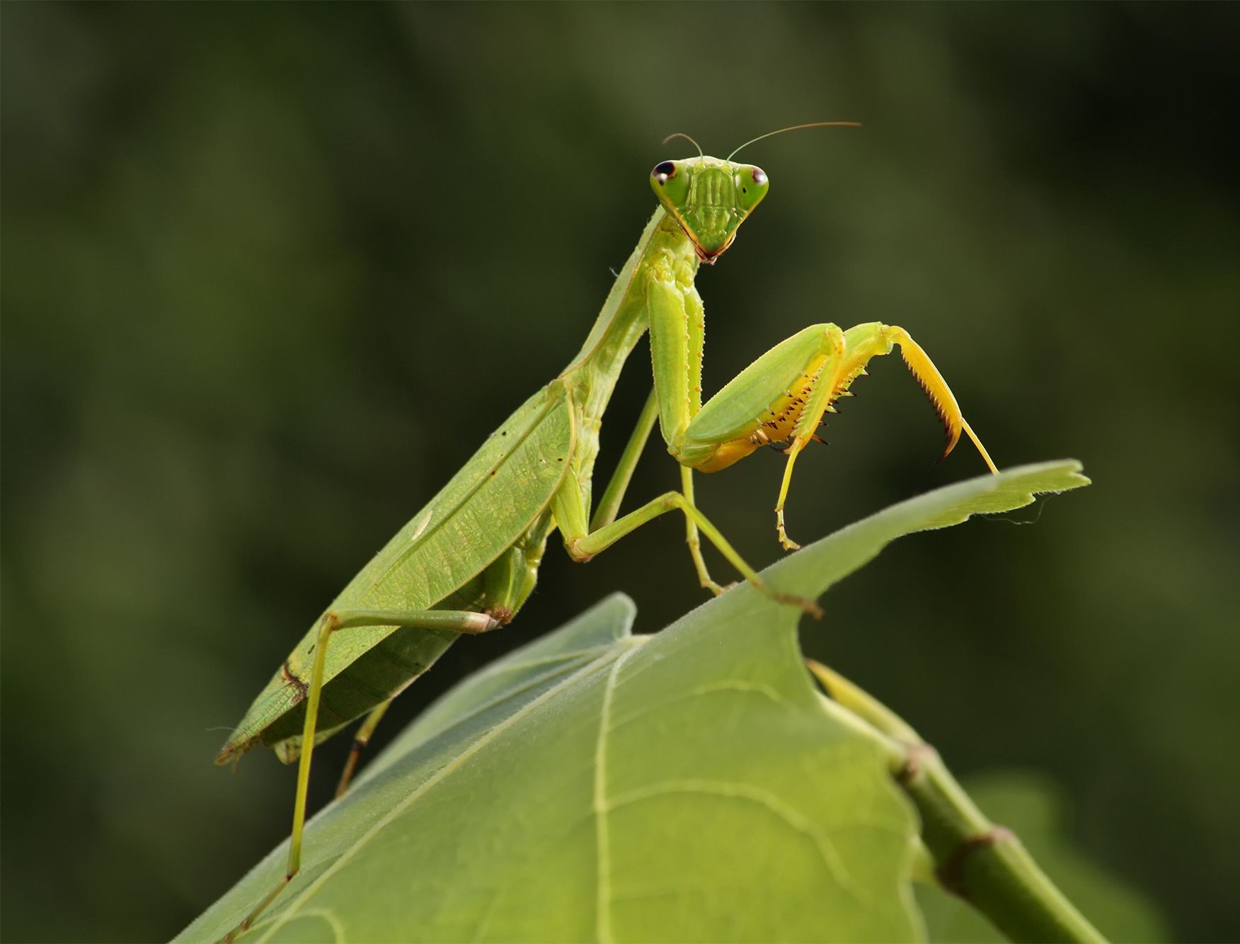 Detail Wikipedia Praying Mantis Nomer 14