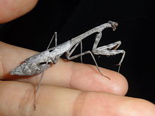 Detail Wikipedia Praying Mantis Nomer 15