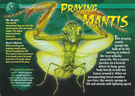 Detail Wikipedia Praying Mantis Nomer 16