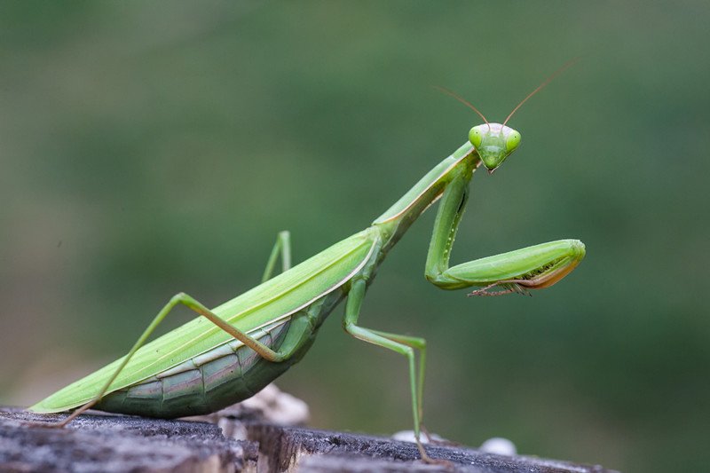 Detail Wikipedia Praying Mantis Nomer 17
