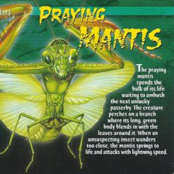 Detail Wikipedia Praying Mantis Nomer 27