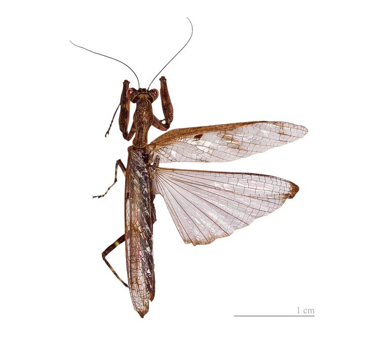 Detail Wikipedia Praying Mantis Nomer 29