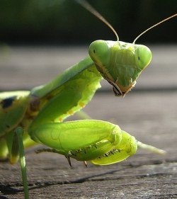 Detail Wikipedia Praying Mantis Nomer 31