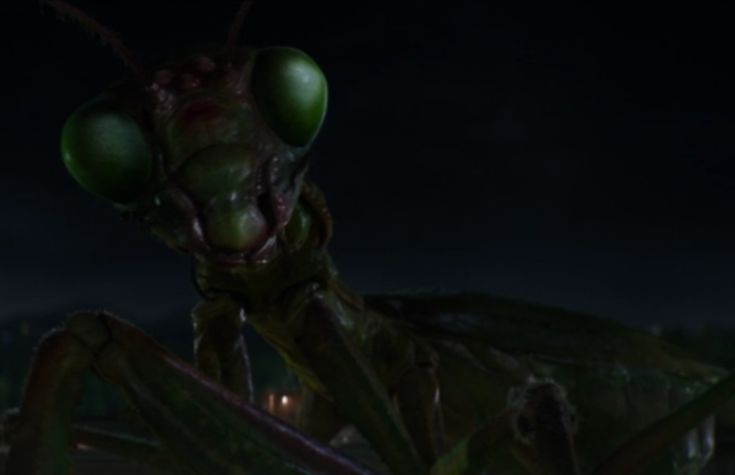Detail Wikipedia Praying Mantis Nomer 34