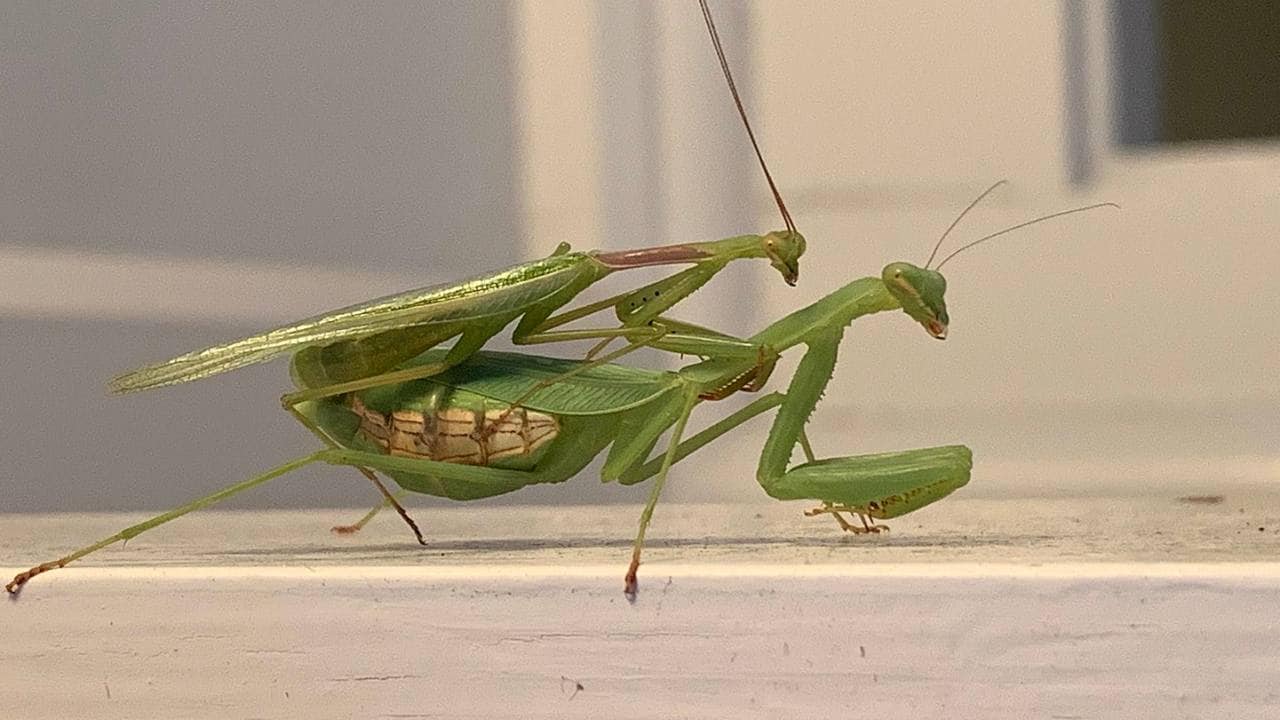 Detail Wikipedia Praying Mantis Nomer 35