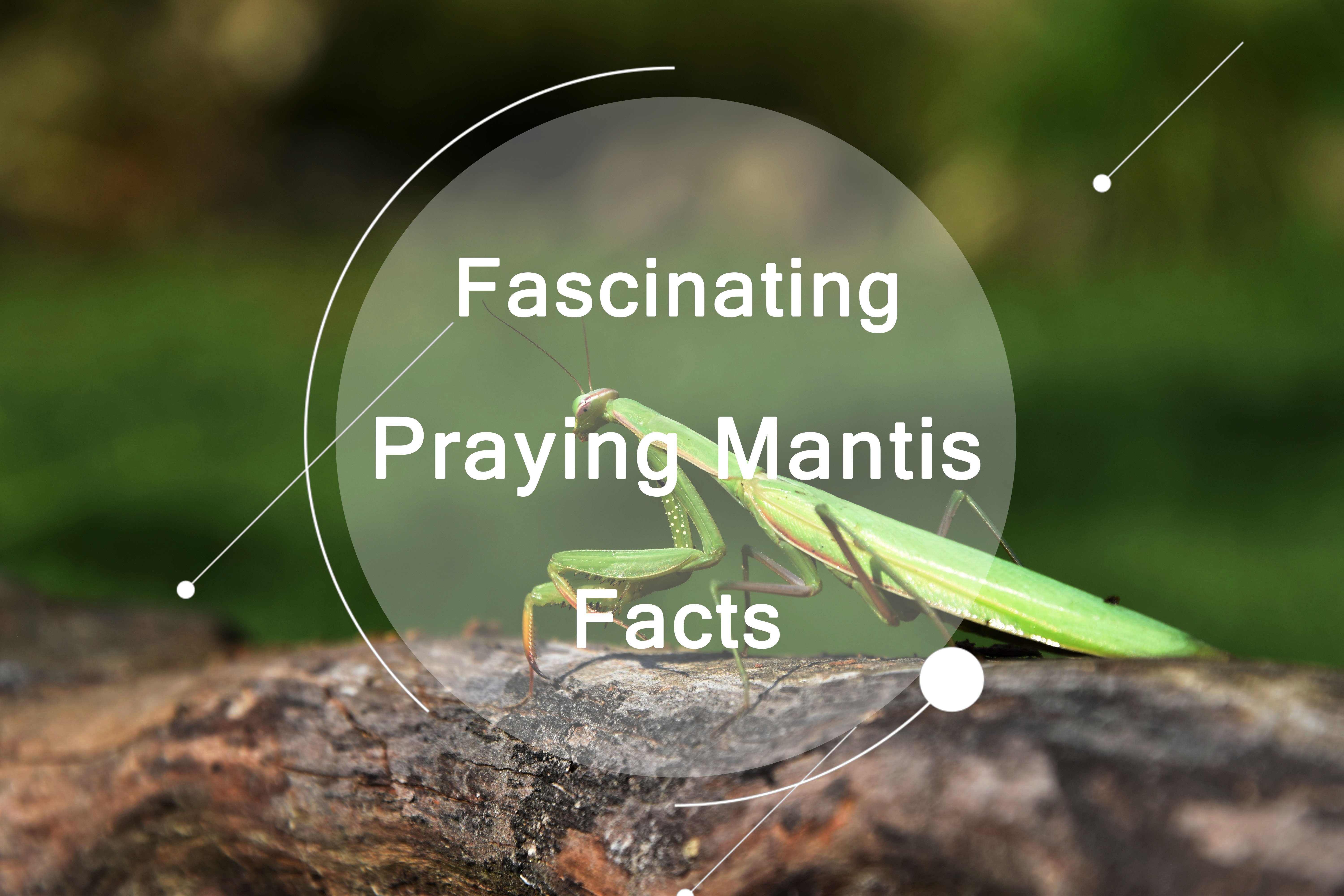 Detail Wikipedia Praying Mantis Nomer 37