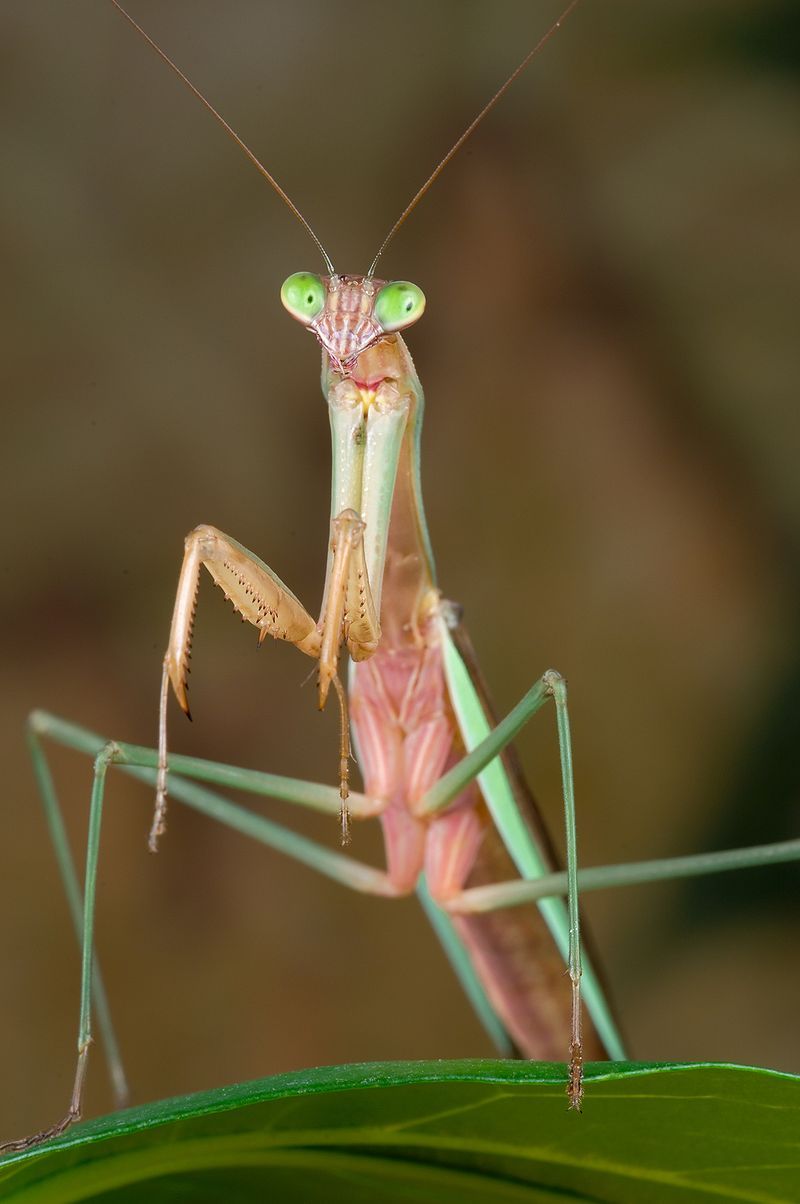 Detail Wikipedia Praying Mantis Nomer 38