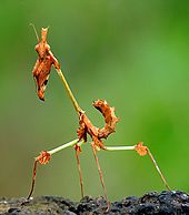 Detail Wikipedia Praying Mantis Nomer 5