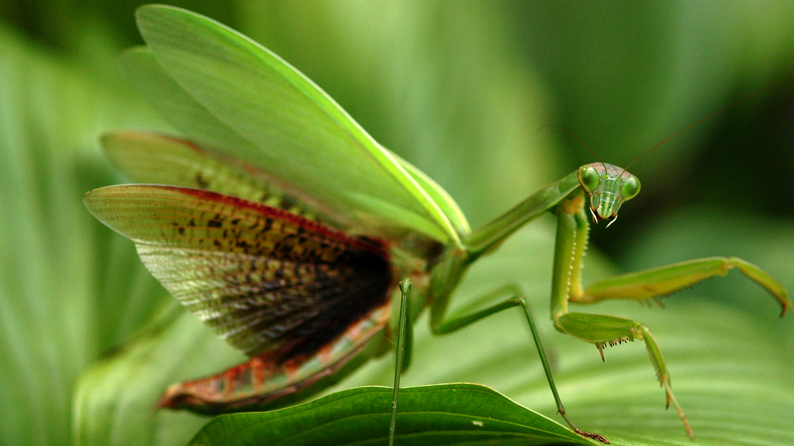 Detail Wikipedia Praying Mantis Nomer 39