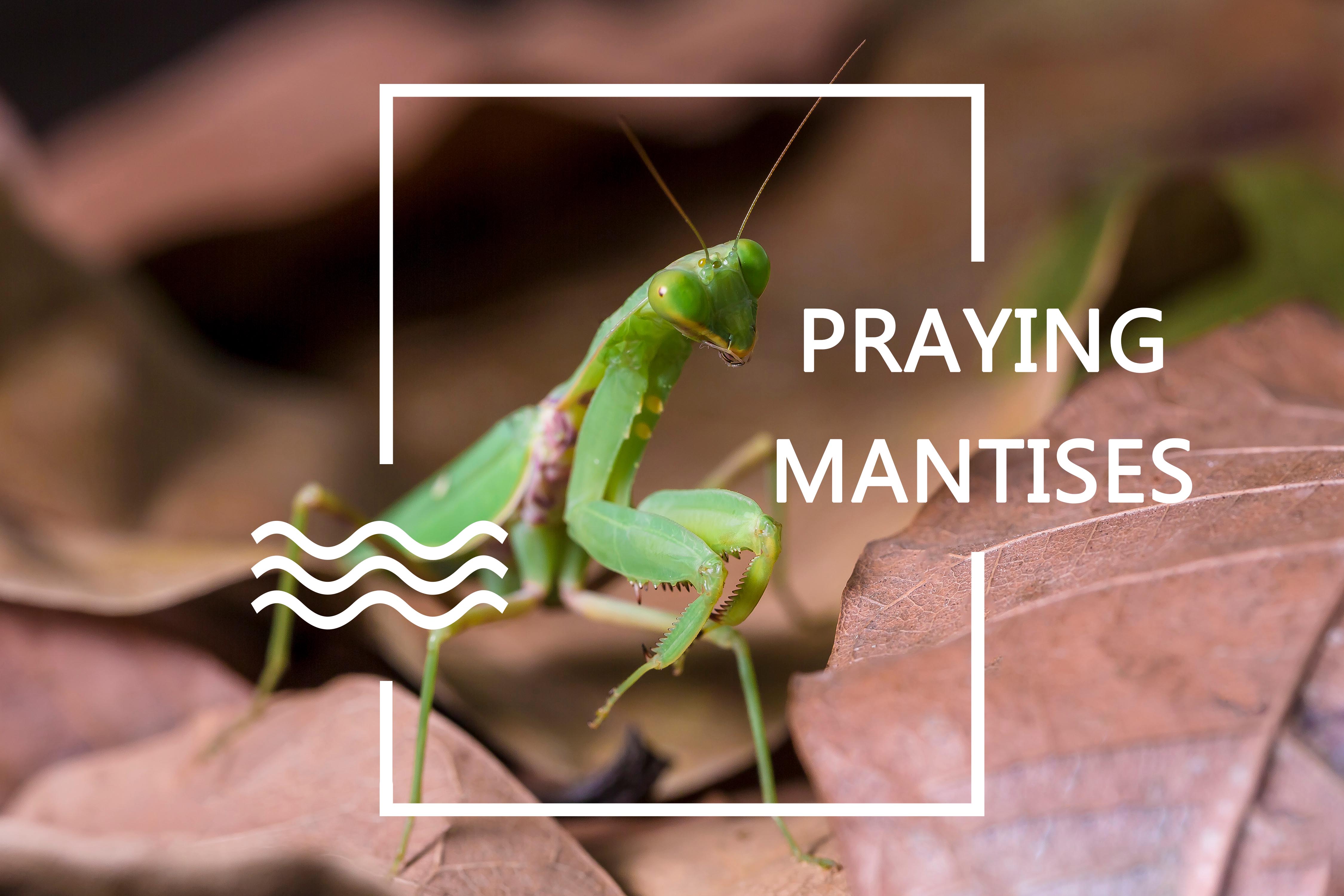 Detail Wikipedia Praying Mantis Nomer 41
