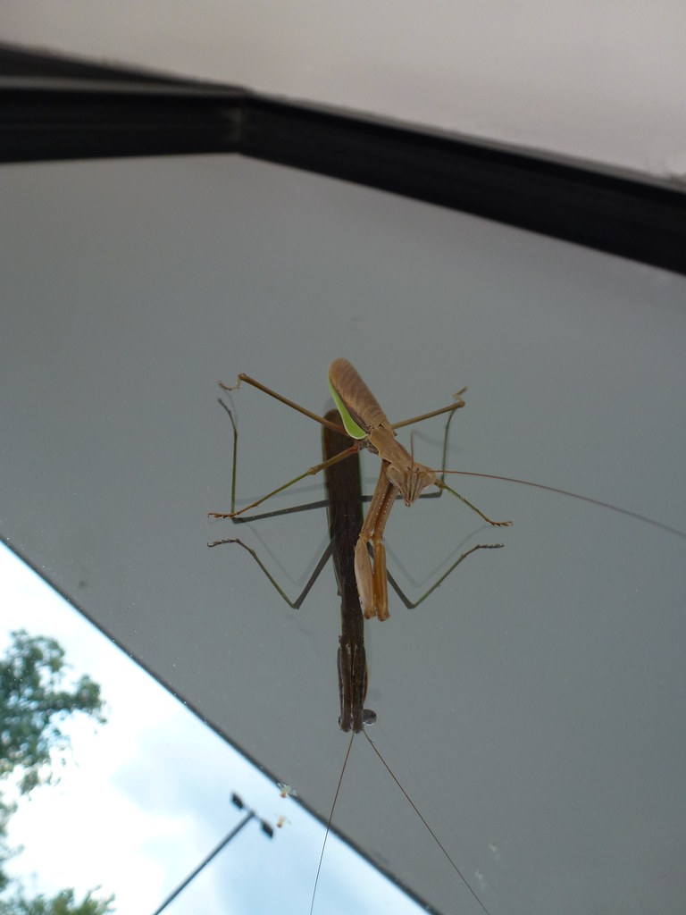 Detail Wikipedia Praying Mantis Nomer 42