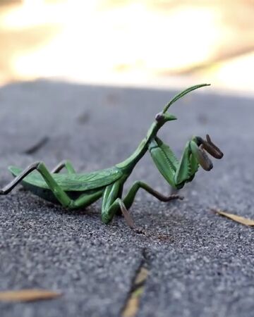 Detail Wikipedia Praying Mantis Nomer 44