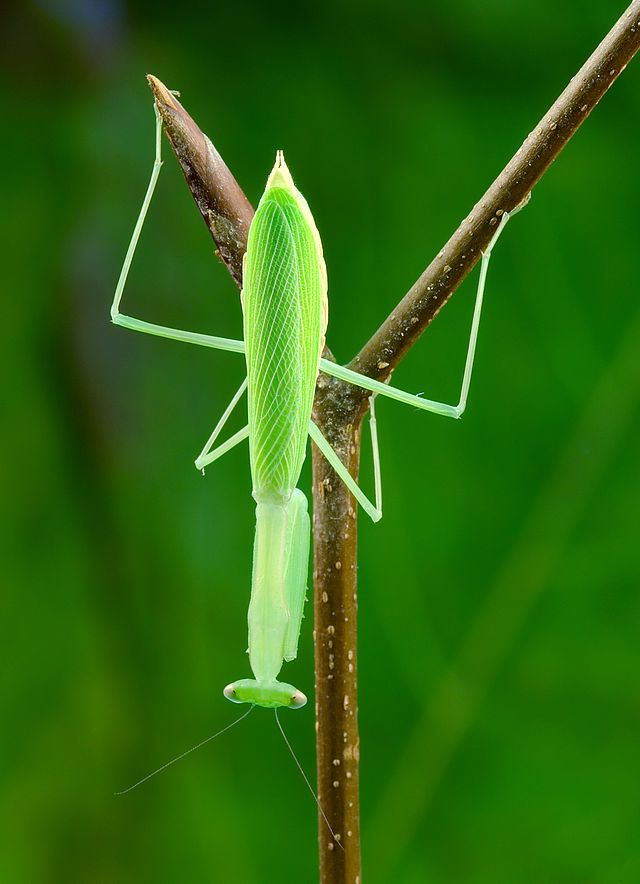 Detail Wikipedia Praying Mantis Nomer 45