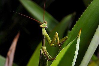 Detail Wikipedia Praying Mantis Nomer 48
