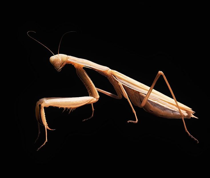 Detail Wikipedia Praying Mantis Nomer 50