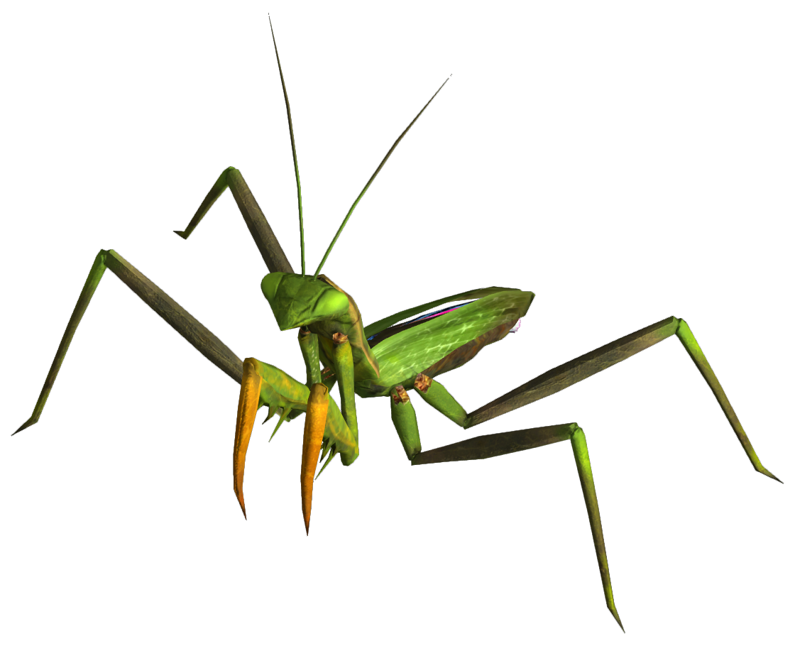 Detail Wikipedia Praying Mantis Nomer 51