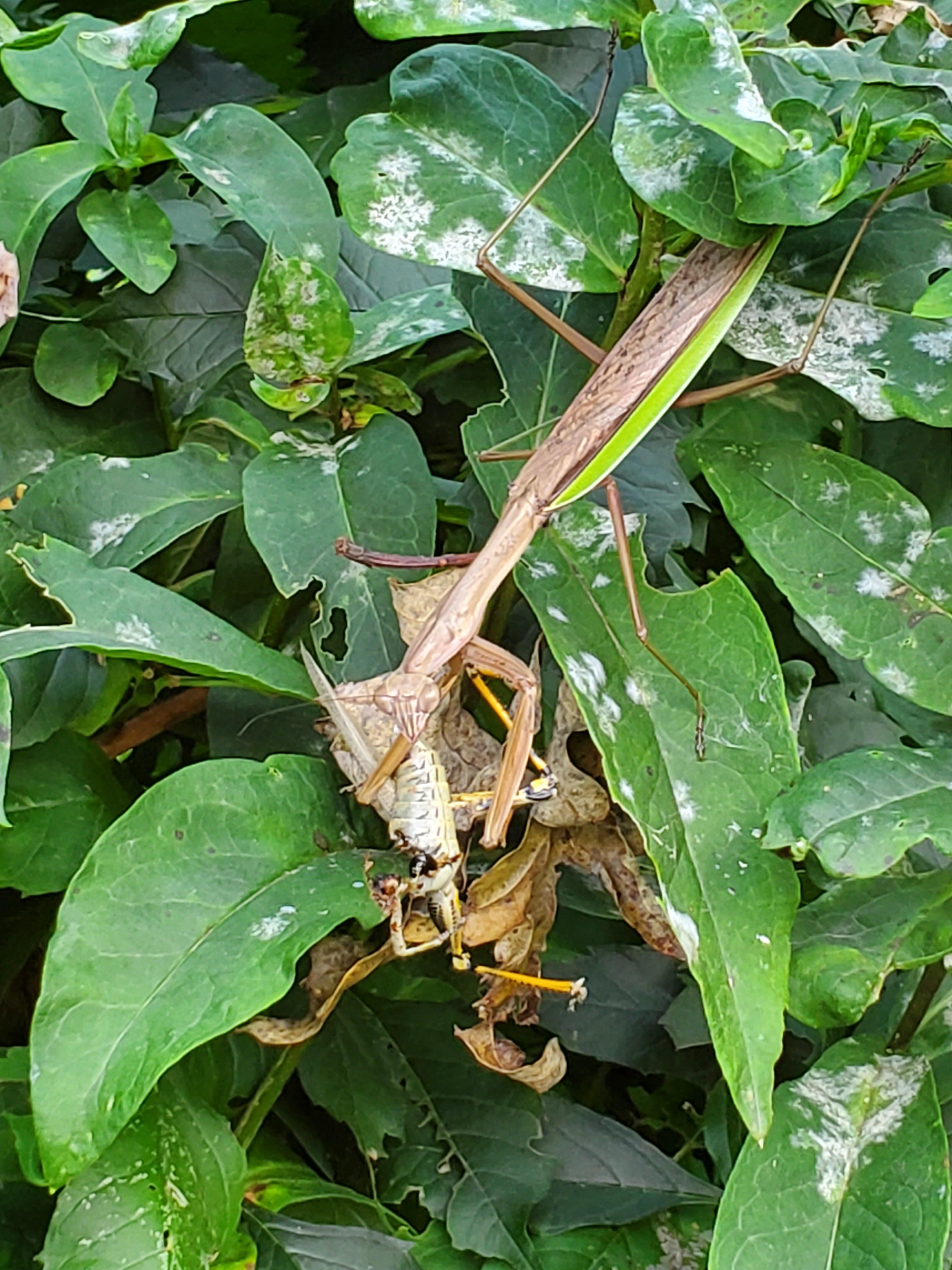 Detail Wikipedia Praying Mantis Nomer 53