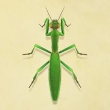 Detail Wikipedia Praying Mantis Nomer 54