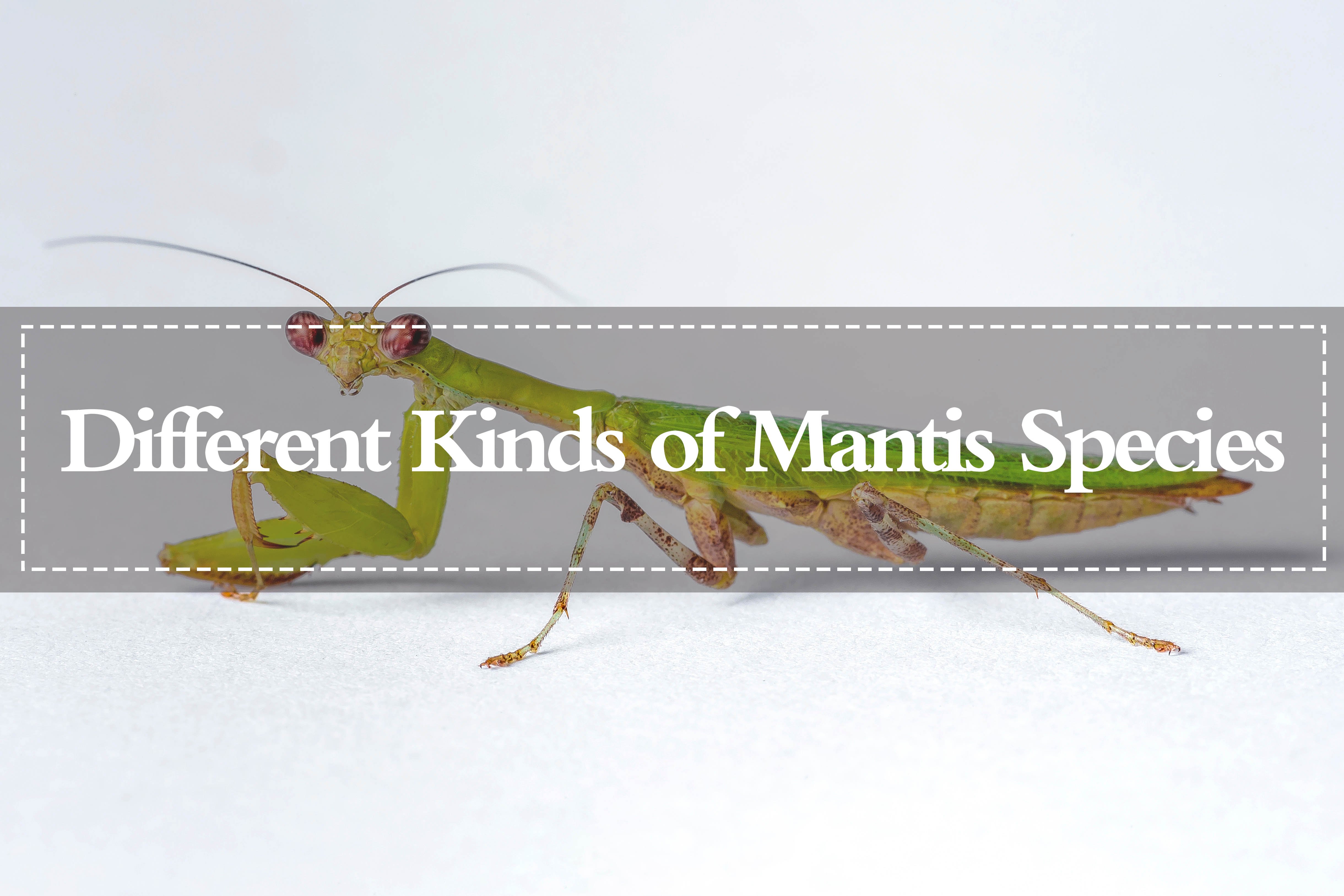 Detail Wikipedia Praying Mantis Nomer 55