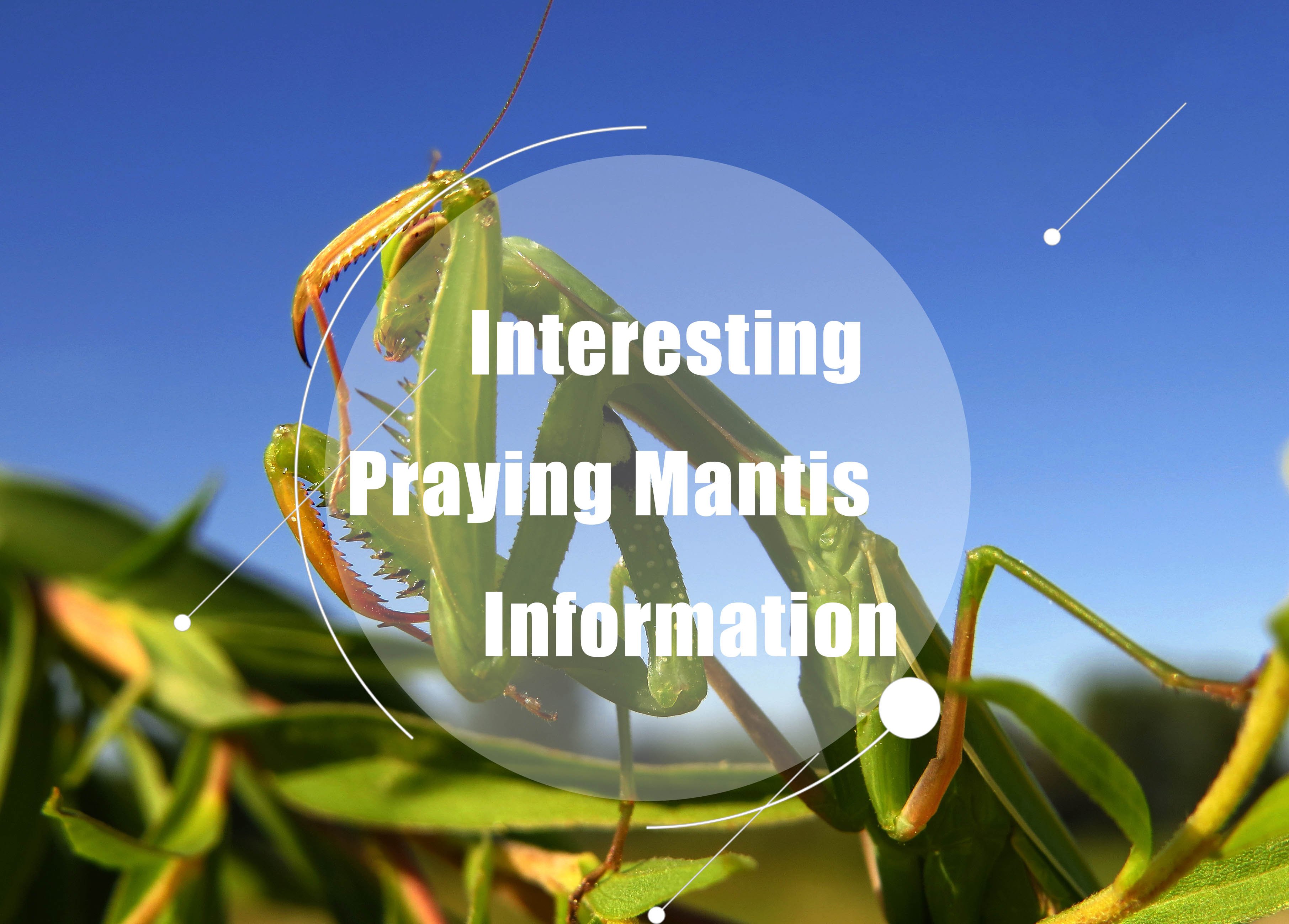 Detail Wikipedia Praying Mantis Nomer 56