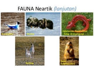 Detail Wilayah Fauna Neotropik Nomer 12