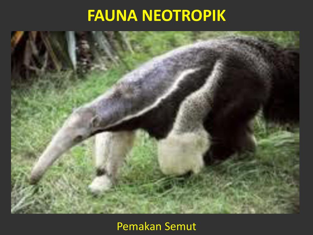 Detail Wilayah Fauna Neotropik Nomer 23