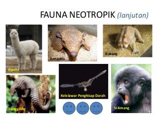 Detail Wilayah Fauna Neotropik Nomer 4