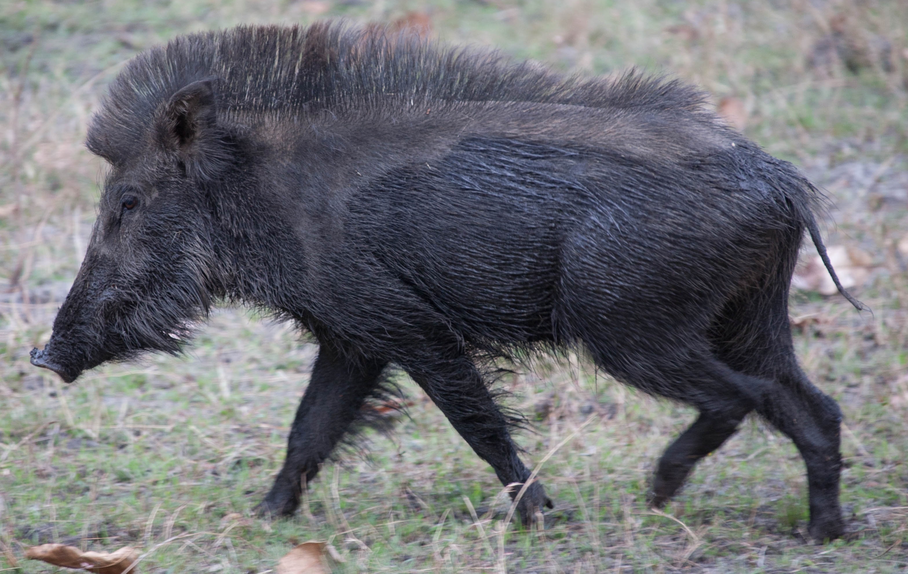 Detail Wild Boar Pictures Images Nomer 11