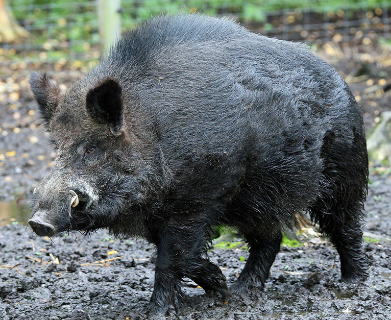 Detail Wild Boar Pictures Images Nomer 13