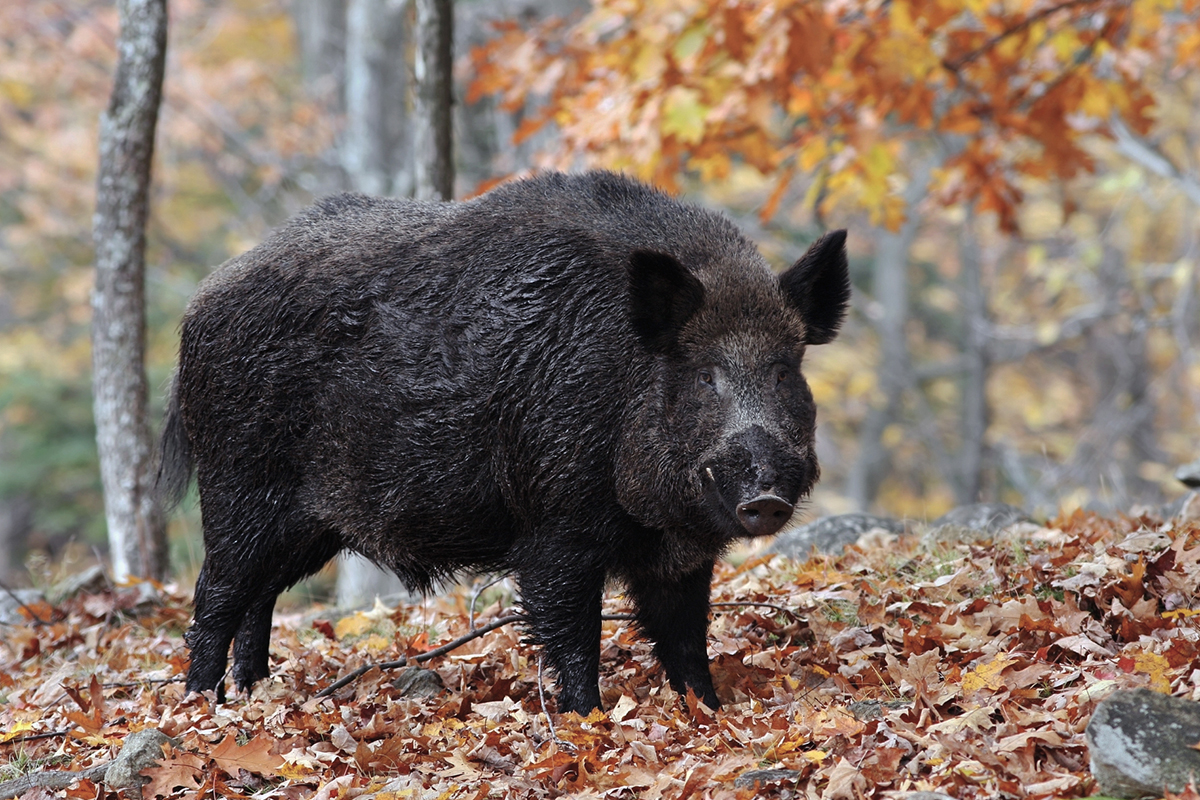 Detail Wild Boar Pictures Images Nomer 20