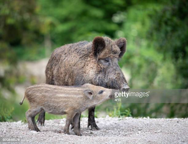 Detail Wild Boar Pictures Images Nomer 28