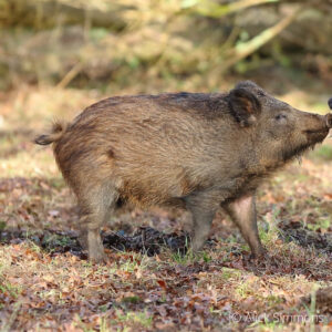 Detail Wild Boar Pictures Images Nomer 37