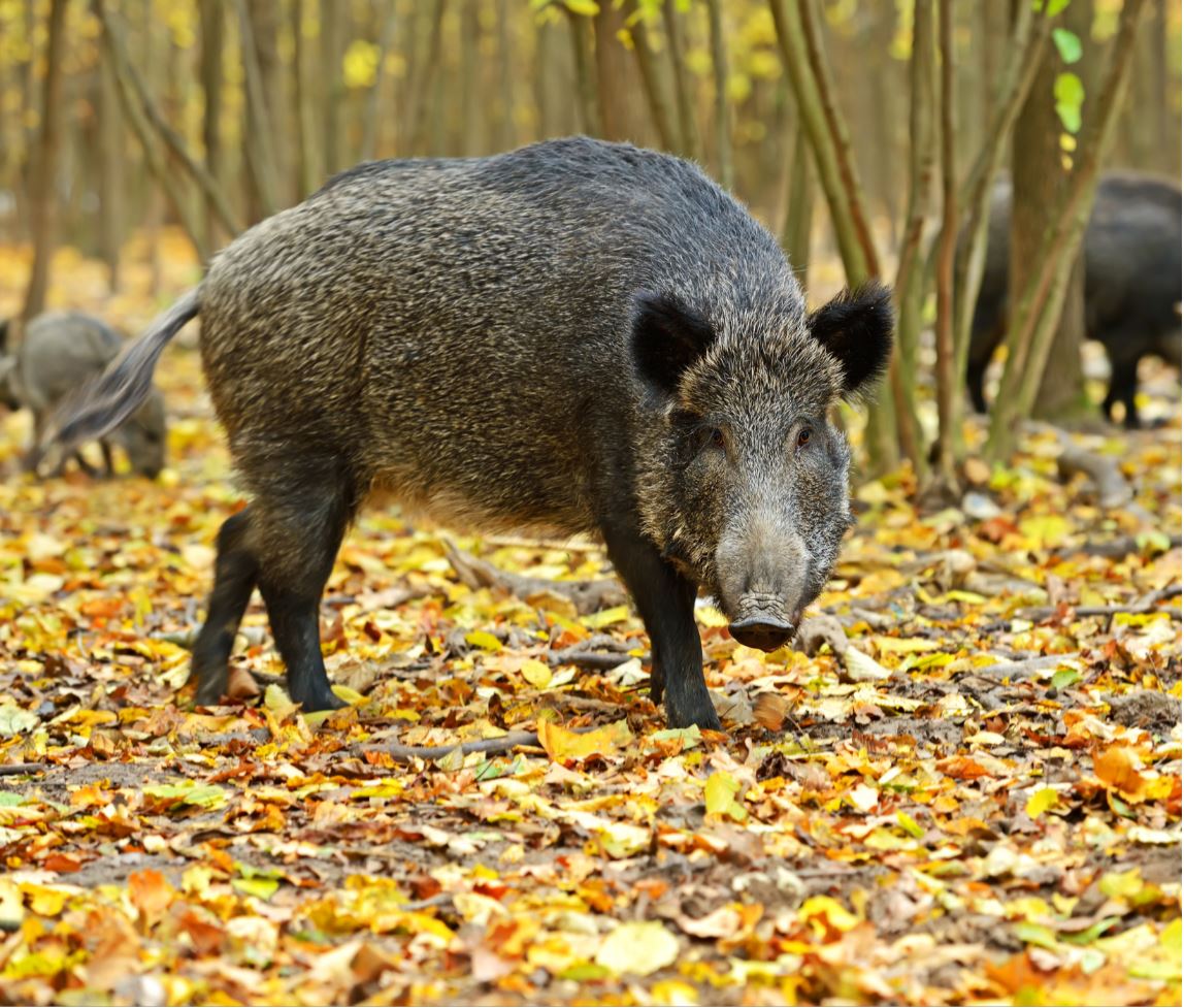 Detail Wild Boar Pictures Images Nomer 41