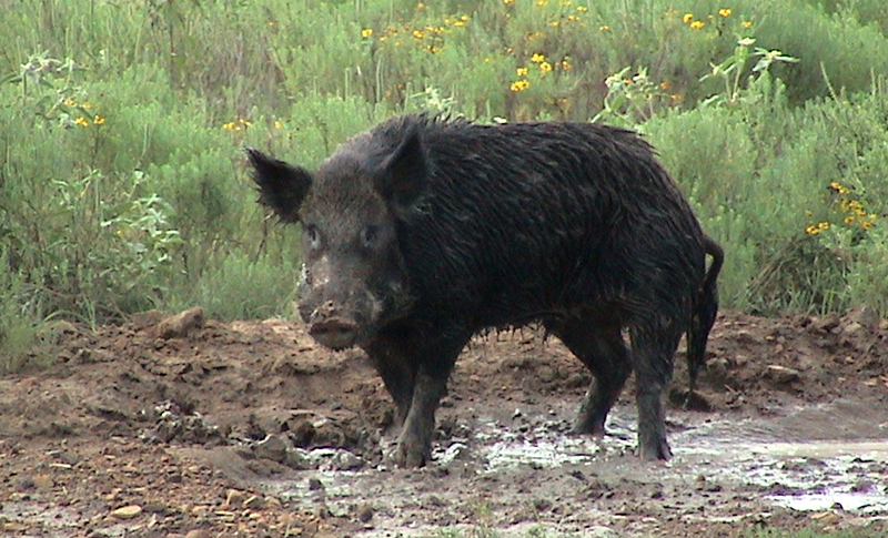 Detail Wild Boar Pictures Images Nomer 42