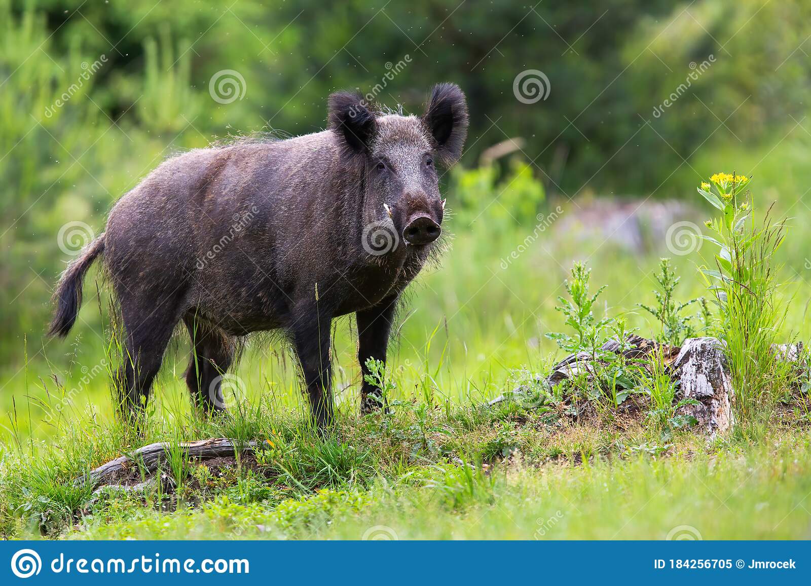 Detail Wild Boar Pictures Images Nomer 50