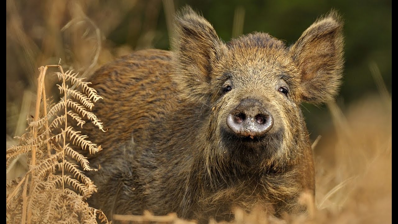 Detail Wild Boar Pictures Images Nomer 51