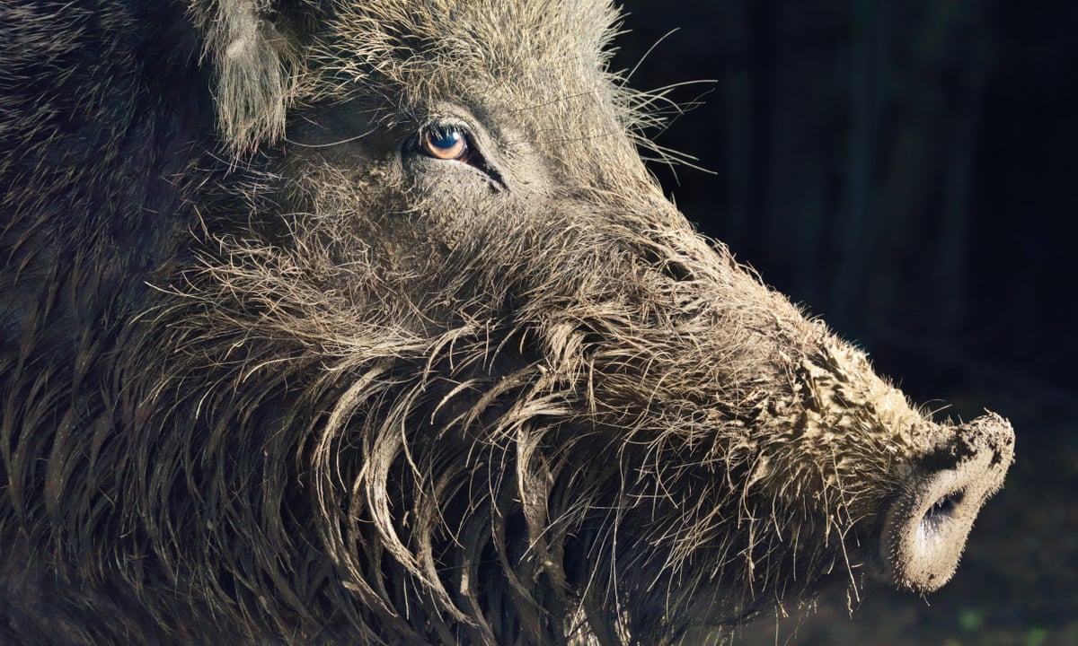 Detail Wild Boar Pictures Images Nomer 52