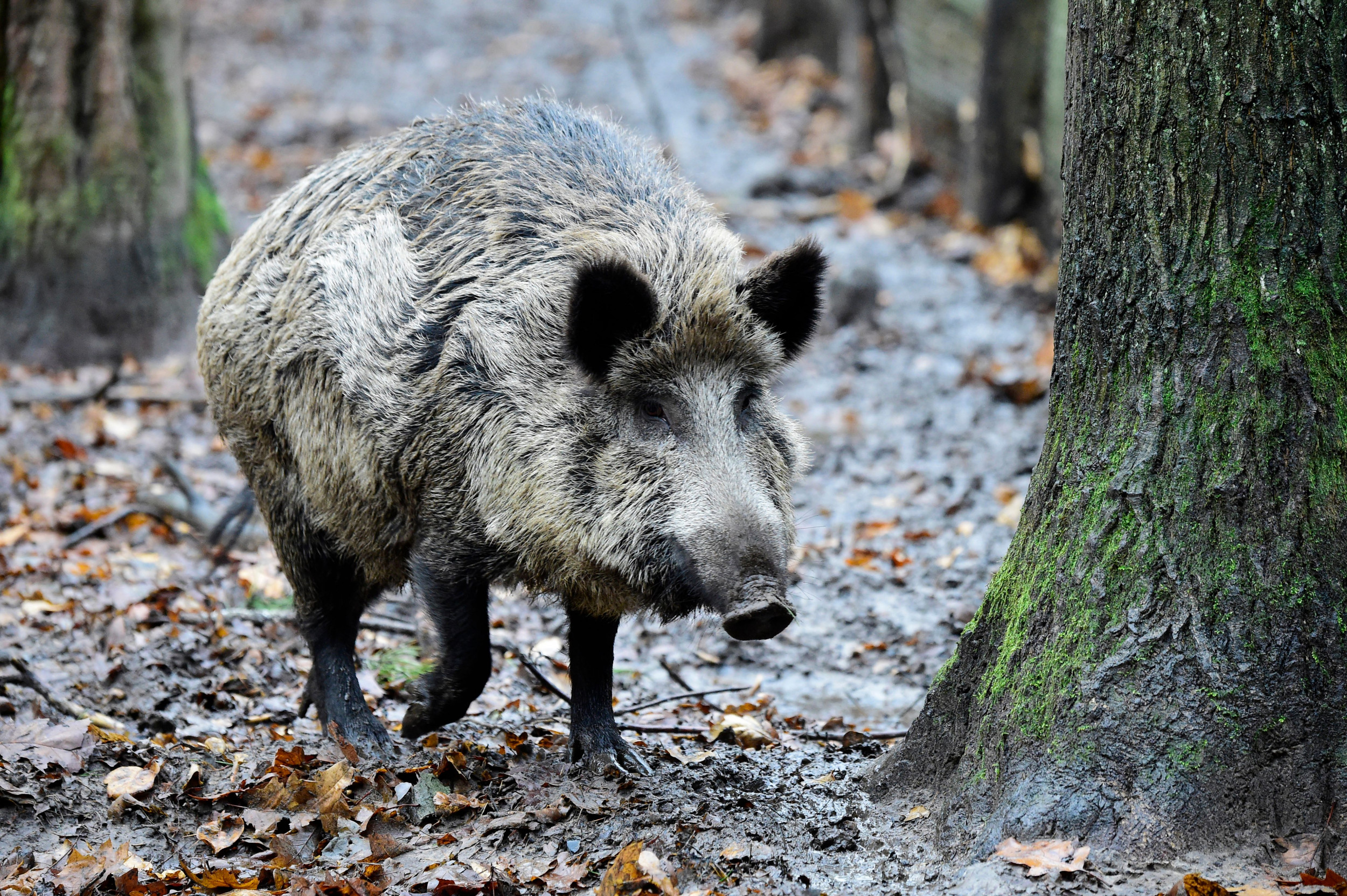 Detail Wild Boar Pictures Images Nomer 57