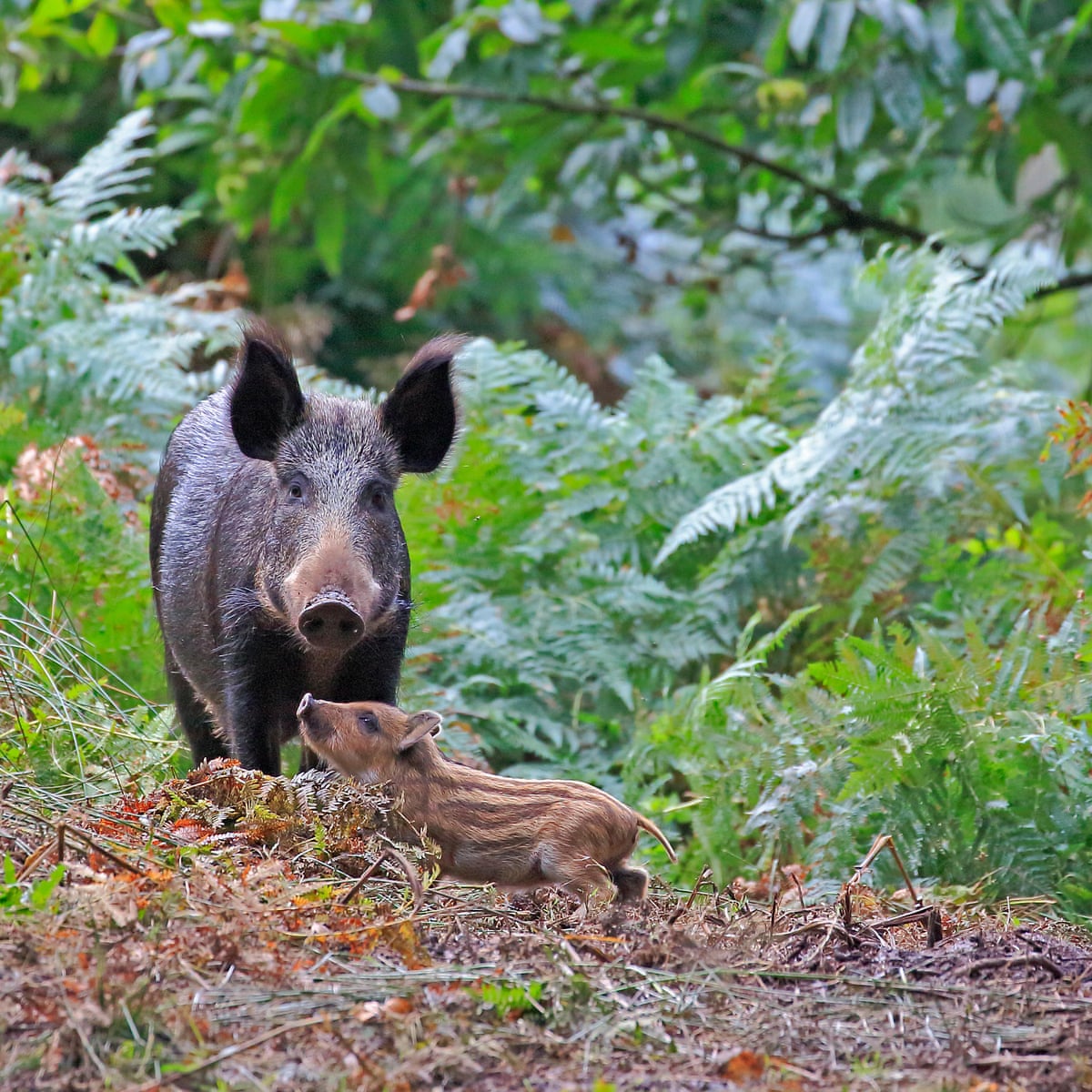 Detail Wild Boars Images Nomer 30