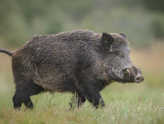 Detail Wild Boars Images Nomer 41