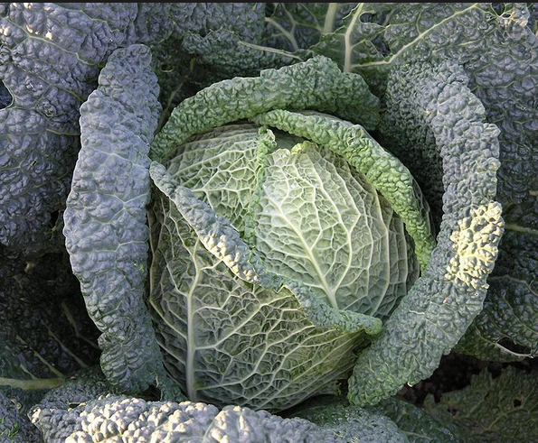 Detail Wild Cabbage Image Nomer 12