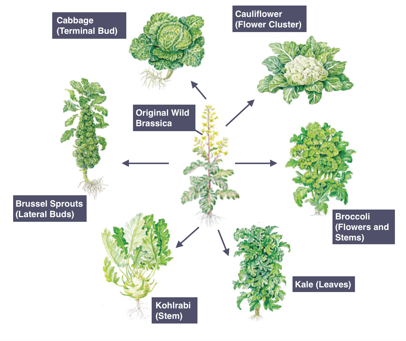 Detail Wild Cabbage Image Nomer 24