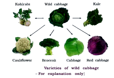 Detail Wild Cabbage Image Nomer 53