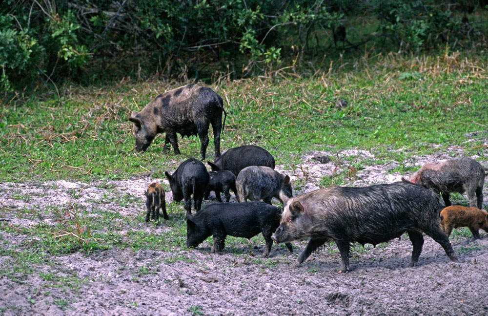 Detail Wild Pig Image Nomer 34