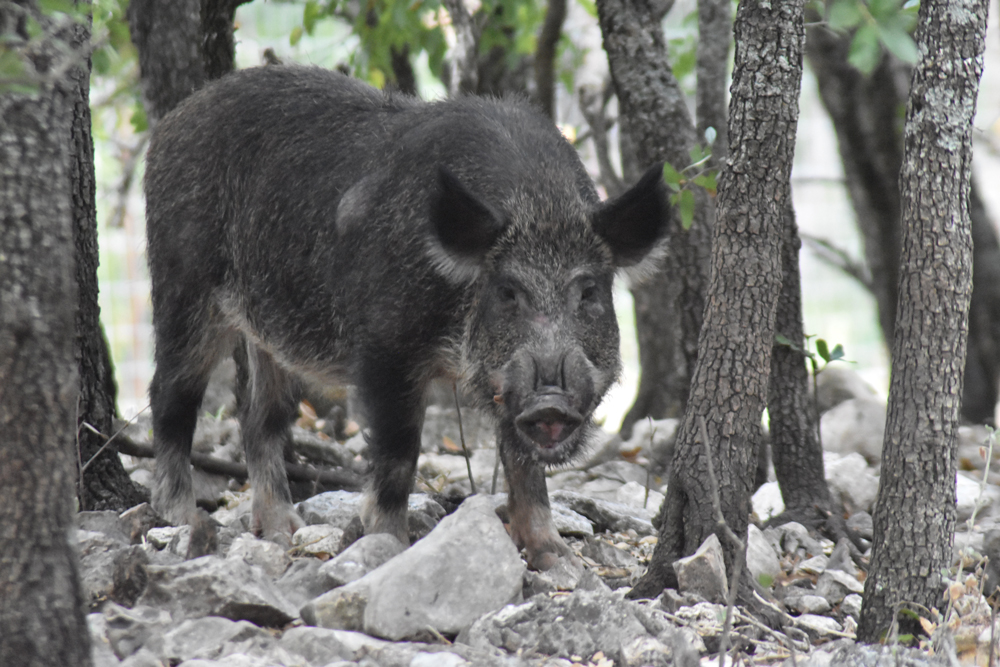 Detail Wild Pig Image Nomer 7